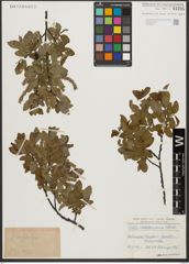 Foto von Salix waldsteiniana Willd.
